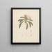 Protea gaguedi J. F. Gmel. - Luigi Balugani — framed artwork on a wall