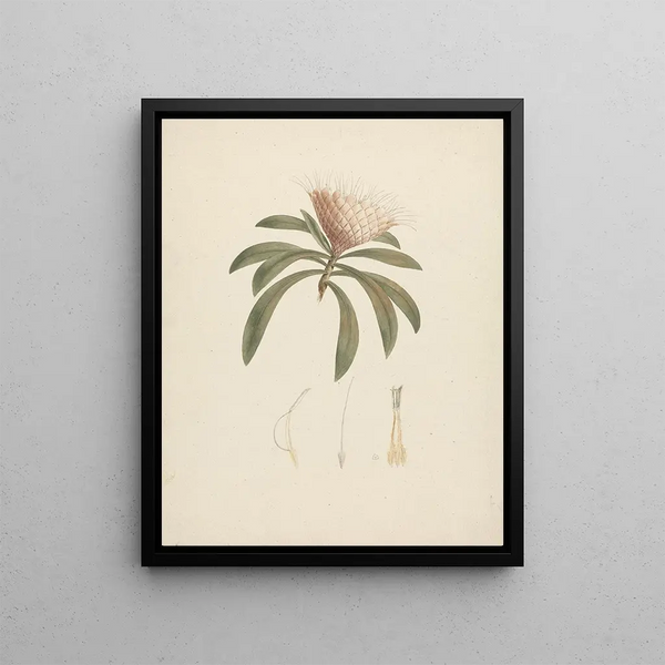 Protea gaguedi J. F. Gmel. - Luigi Balugani — framed artwork on a wall
