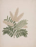 Pterolobium stellatum - Luigi Balugani — artwork view