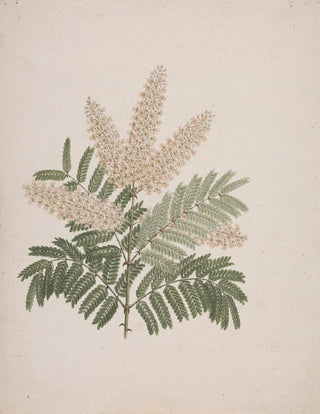 Luigi Balugani - Pterolobium stellatum.webp