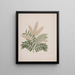 Pterolobium stellatum - Luigi Balugani — framed artwork on a wall