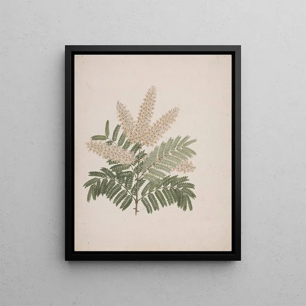 Pterolobium stellatum - Luigi Balugani — framed artwork on a wall
