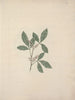 Rhus glutinosa A. Rich. - Luigi Balugani — artwork view