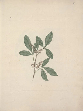 Luigi Balugani - Rhus glutinosa A Rich.webp