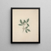 Rhus glutinosa A. Rich. - Luigi Balugani — framed artwork on a wall