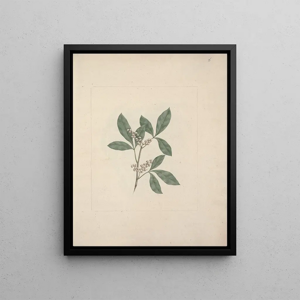 Rhus glutinosa A. Rich. - Luigi Balugani — framed artwork on a wall