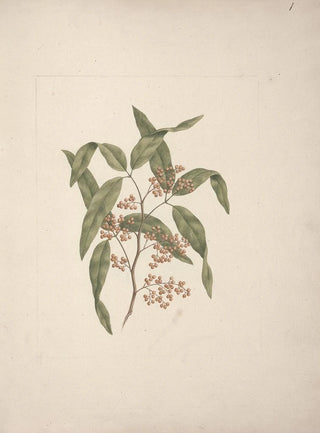 Luigi Balugani - Rhus retinorrhoea Oliver.webp