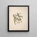 Rhus rétinorrhée Oliver - Luigi Balugani — framed artwork on a wall