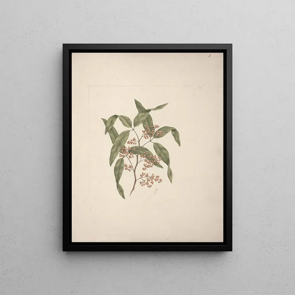 Rhus rétinorrhée Oliver - Luigi Balugani — framed artwork on a wall