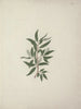 Salix subserrata Willd. - Luigi Balugani — artwork view