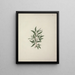 Salix subserrata Willd. - Luigi Balugani — framed artwork on a wall