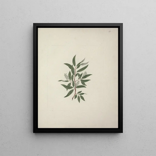 Luigi Balugani - Salix subserrata Willd.webp