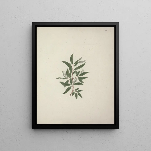 Salix subserrata Willd. - Luigi Balugani — framed artwork on a wall