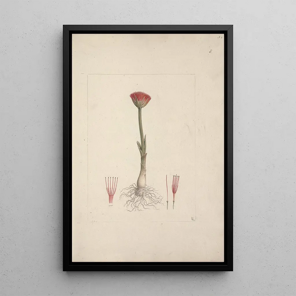 Scadoxus puniceus L FrissNordal - Luigi Balugani — framed artwork on a wall