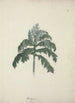 Senecio gigas Vatke - Luigi Balugani — artwork view