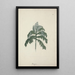 Senecio gigas Vatke - Luigi Balugani — framed artwork on a wall