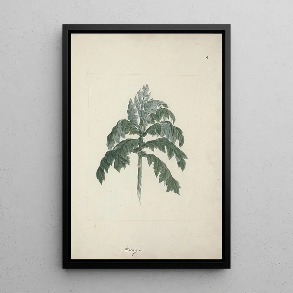 Senecio gigas Vatke - Luigi Balugani — framed artwork on a wall