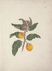 Solanum incanus L. - Luigi Balugani — artwork view