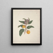 Solanum incanus L. - Luigi Balugani — framed artwork on a wall