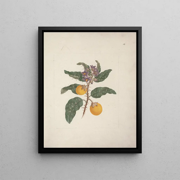 Solanum incanus L. - Luigi Balugani — framed artwork on a wall
