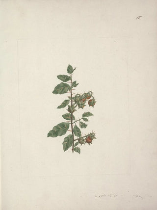Luigi Balugani - Solanum piperiferum A Rich.webp
