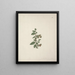 Solanum piperiferum A. Rich. - Luigi Balugani — framed artwork on a wall