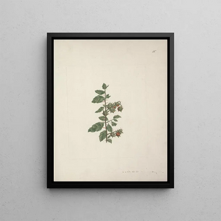 Luigi Balugani - Solanum piperiferum A Rich.webp
