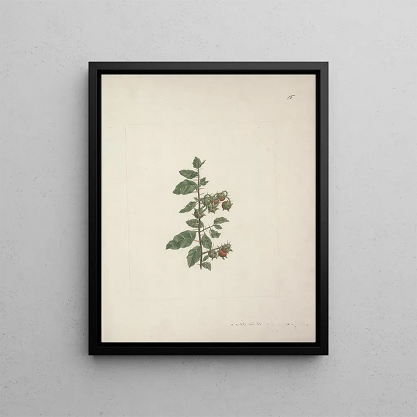 Solanum piperiferum A. Rich. - Luigi Balugani — framed artwork on a wall