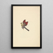 Tauraco leucotis - Luigi Balugani — framed artwork on a wall