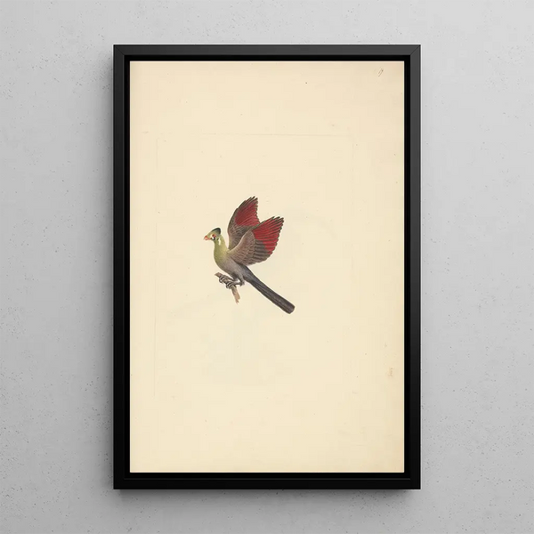 Tauraco leucotis - Luigi Balugani — framed artwork on a wall