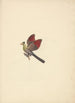 Tauraco leucotis - Luigi Balugani — artwork view
