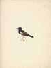Thamnolaea semirufa - Luigi Balugani — artwork view