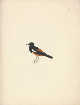 Luigi Balugani - Thamnolaea semirufa.webp