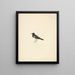 Thamnolaea semirufa - Luigi Balugani — framed artwork on a wall