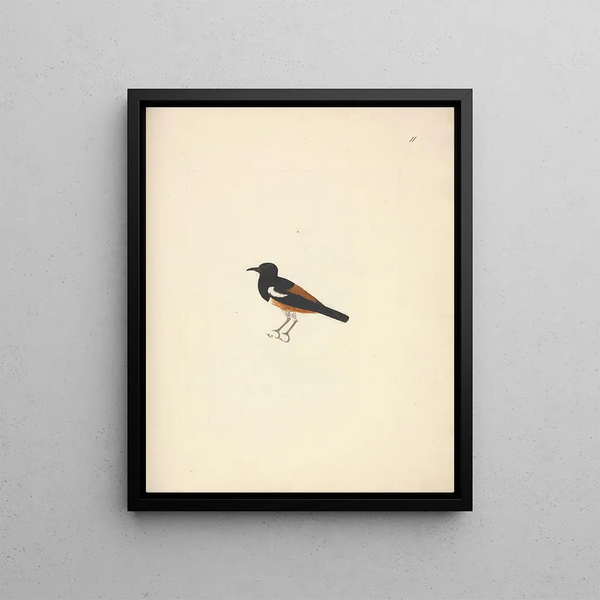 Thamnolaea semirufa - Luigi Balugani — framed artwork on a wall