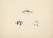 Three Unidentified Fish - Luigi Balugani — artwork view
