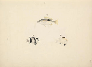 Three Unidentified Fish - Luigi Balugani — artwork view