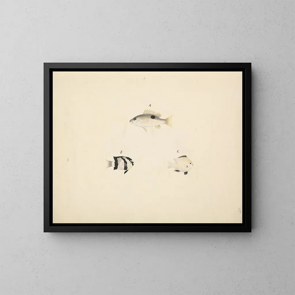 Three Unidentified Fish - Luigi Balugani — framed artwork on a wall