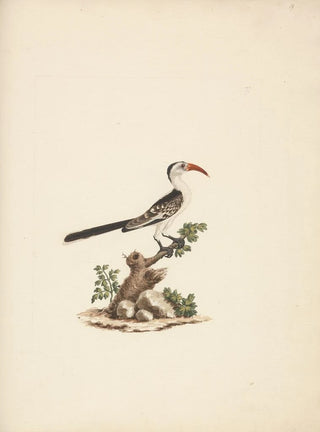 Luigi Balugani - Tockus Jacksoni.webp