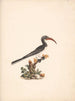 Tockus hemprichii Calao de Hemprich ou Tockus abloterminatus - Luigi Balugani — artwork view