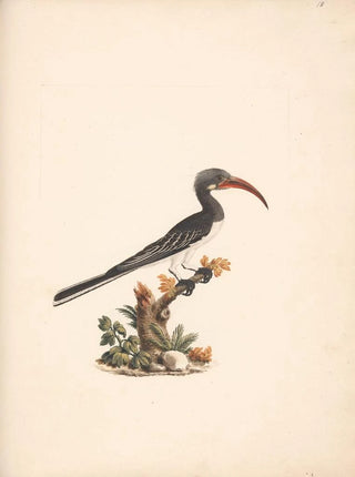 Luigi Balugani - Tockus hemprichii Hemprichs Hornbill or Tockus abloterminatus.webp