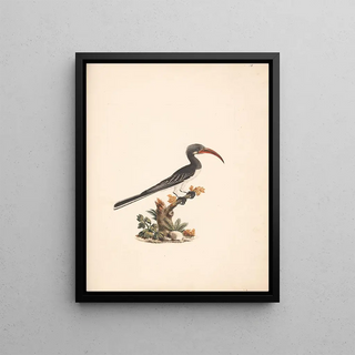 Luigi Balugani - Tockus hemprichii Hemprichs Hornbill or Tockus abloterminatus.webp