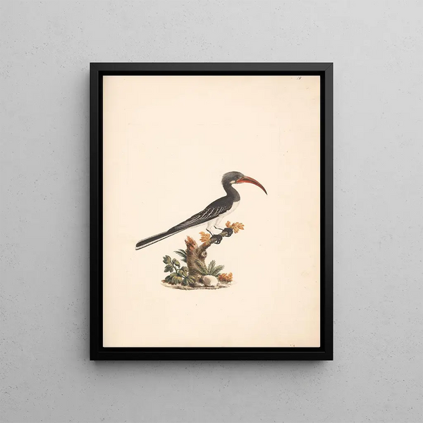 Tockus hemprichii Calao de Hemprich ou Tockus abloterminatus - Luigi Balugani — framed artwork on a wall