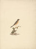Abyssinian Thrush - Luigi Balugani — artwork view