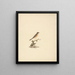Abyssinian Thrush - Luigi Balugani — framed artwork on a wall