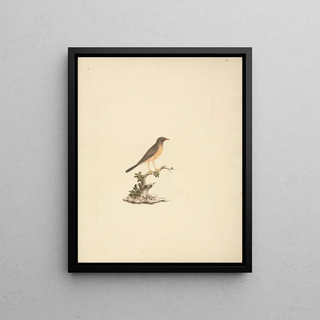 Luigi Balugani - Turdus abyssinicus.webp