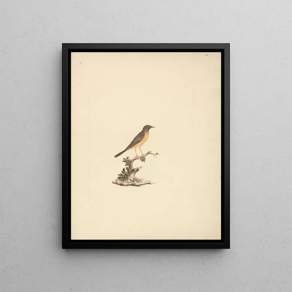Abyssinian Thrush - Luigi Balugani — framed artwork on a wall
