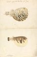 Two globefish - Luigi Balugani — artwork view