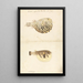 Two globefish - Luigi Balugani — framed artwork on a wall