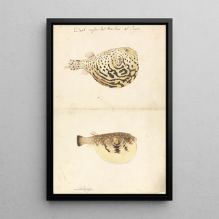 Luigi Balugani - Two Blowfish.webp